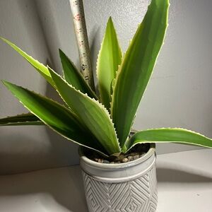 Faux Aloe Vera Plant